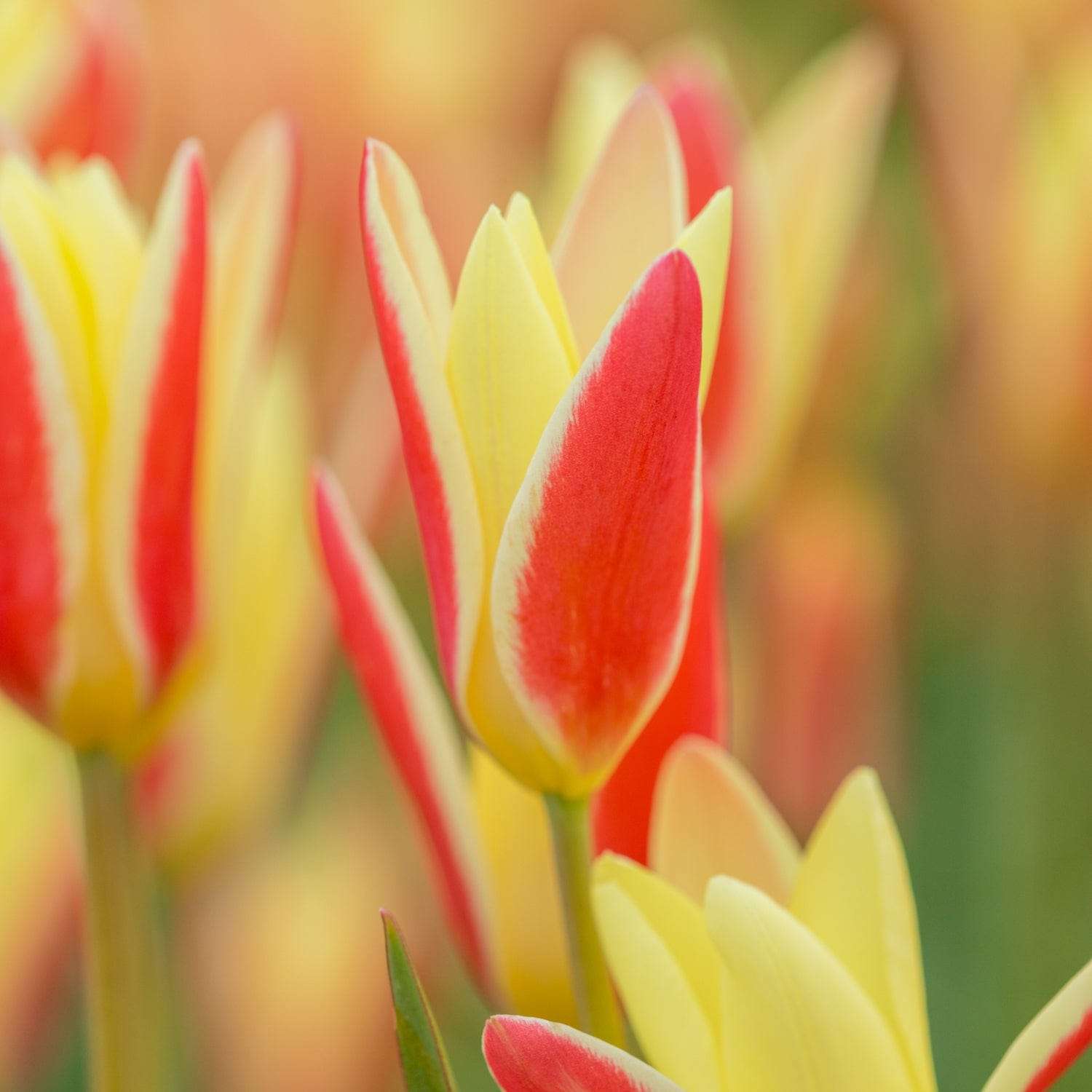 Botanisk tulipan 'Clusiana Tinka'