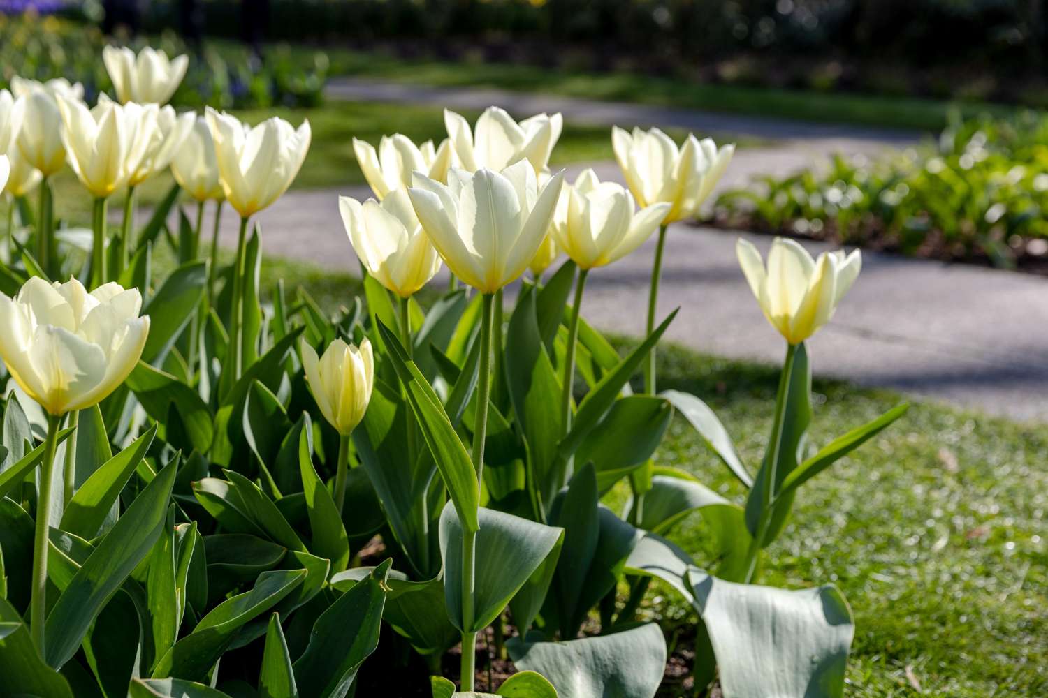 Tulipan 'Concerto'