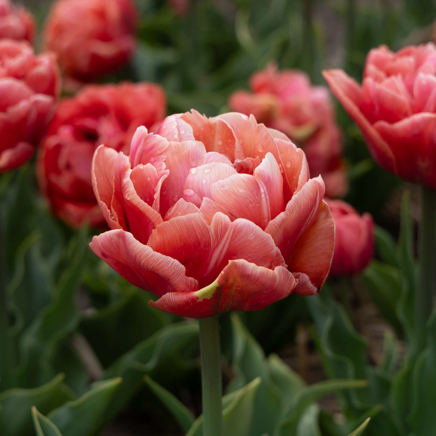 Tulipan 'Copper Image'