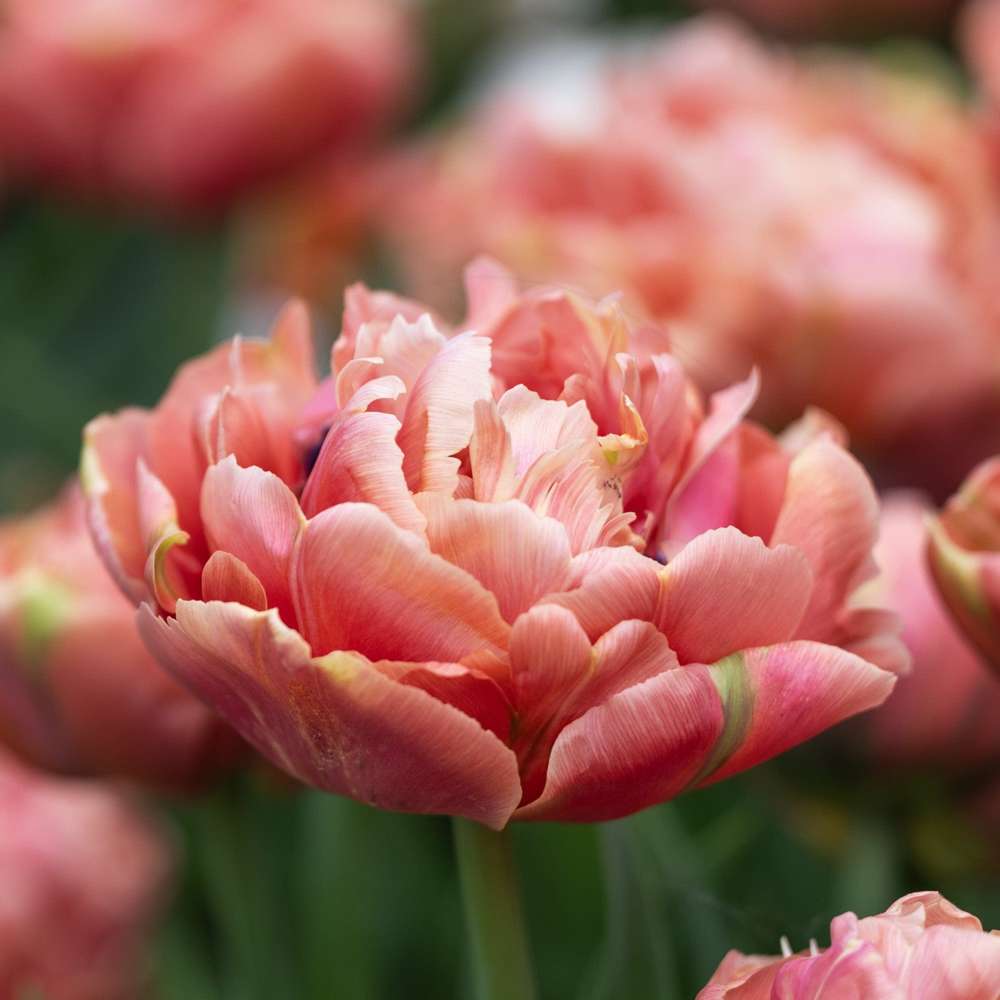 Tulipan 'Copper Image'