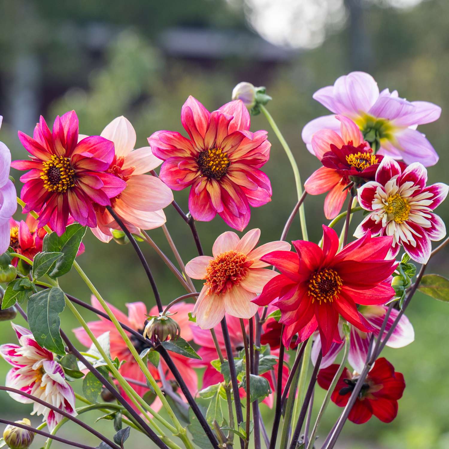 Dahliamix 'Bees & Butterflies'