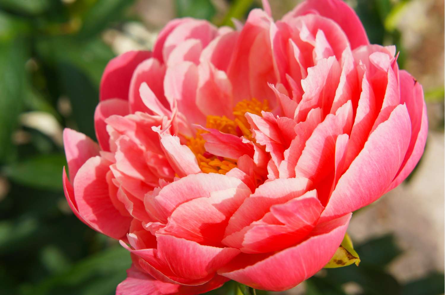 Pæon 'Coral Sunset'