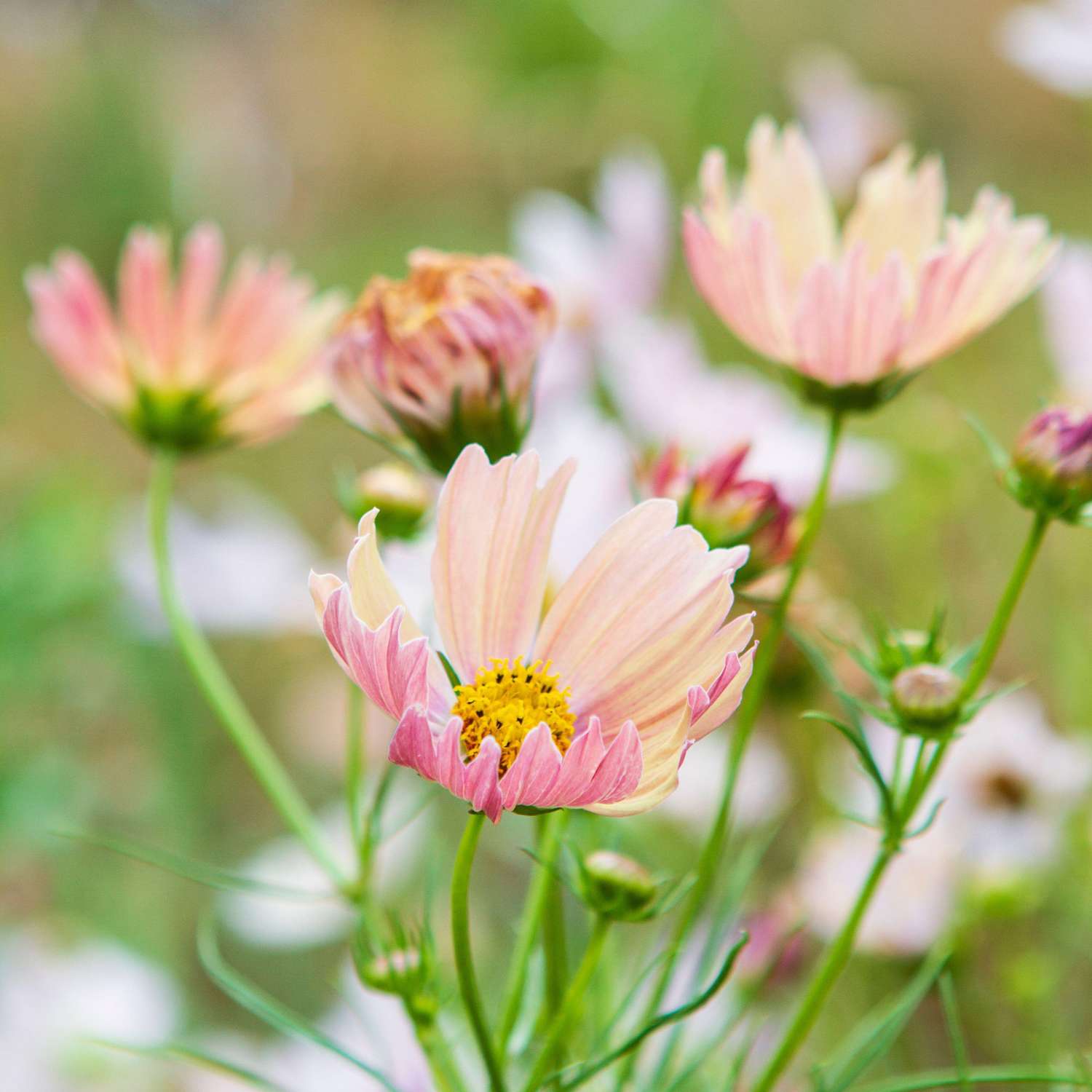 Cosmos 'Apricot Lemonade' (frø)