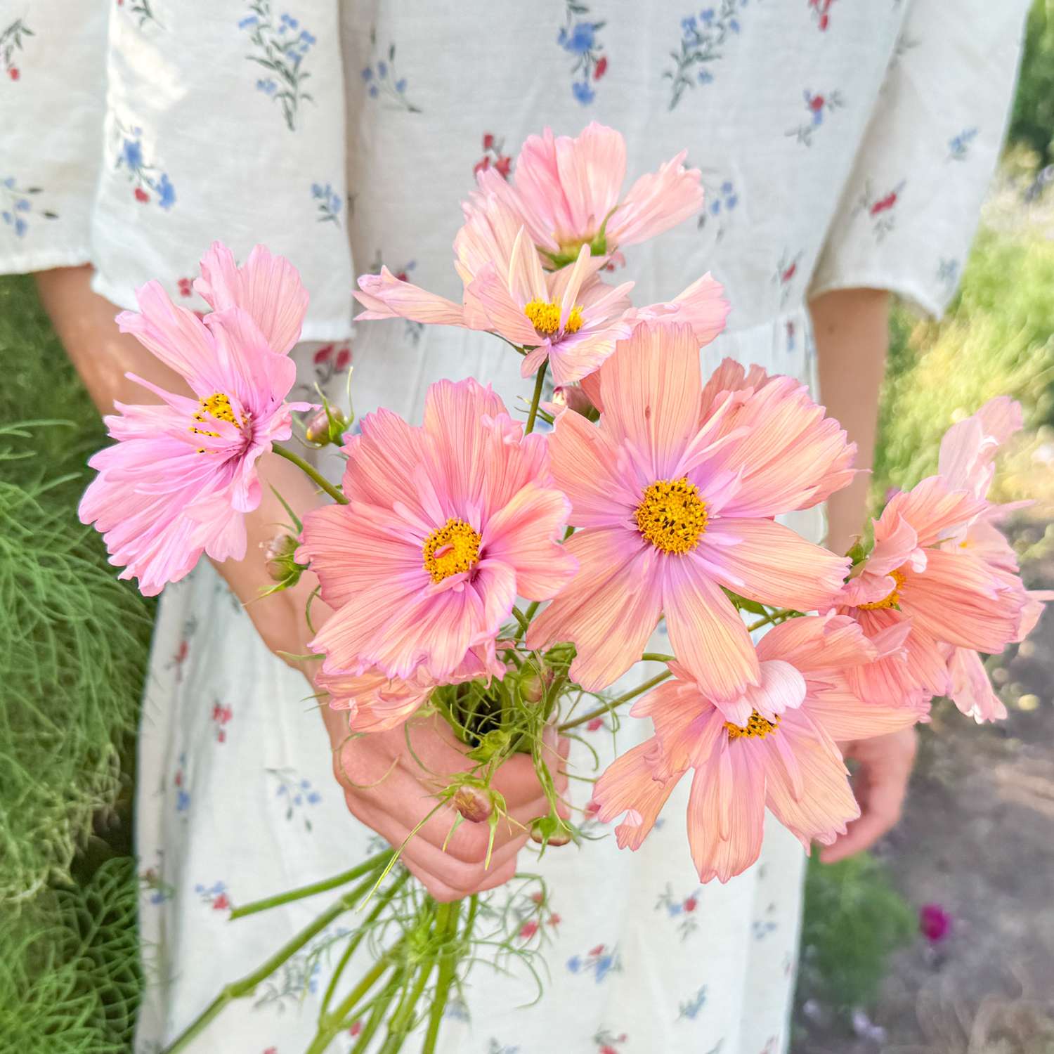 Cosmos 'Apricotta' (frø)