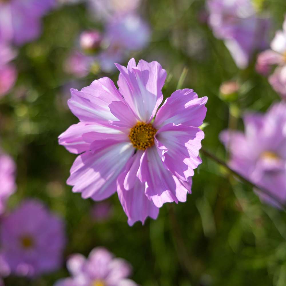 Cosmos 'Rosetta' (frø)