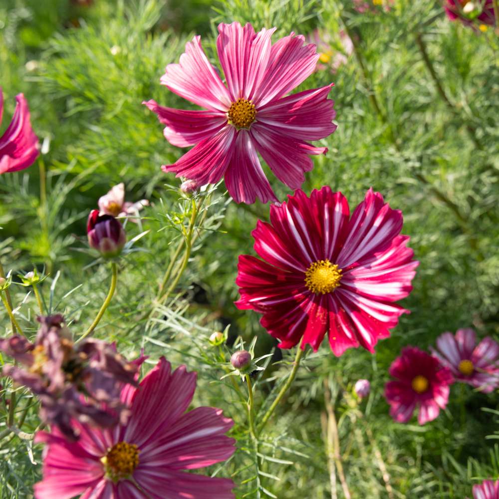 Cosmos 'Velouette' (frø)