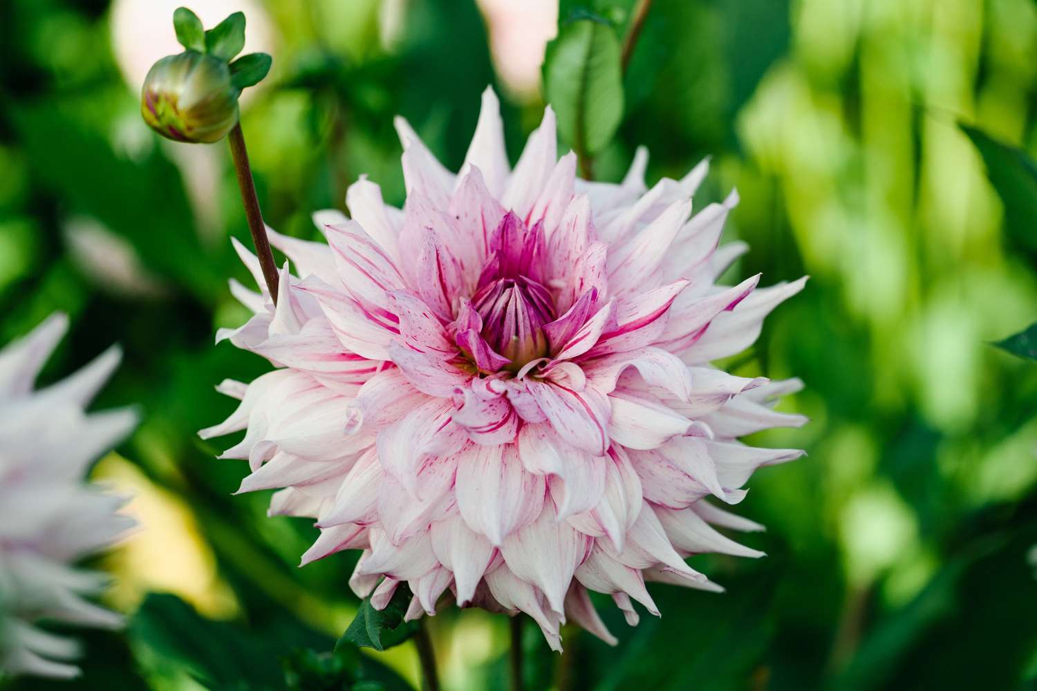 Dahlia 'American Dream'
