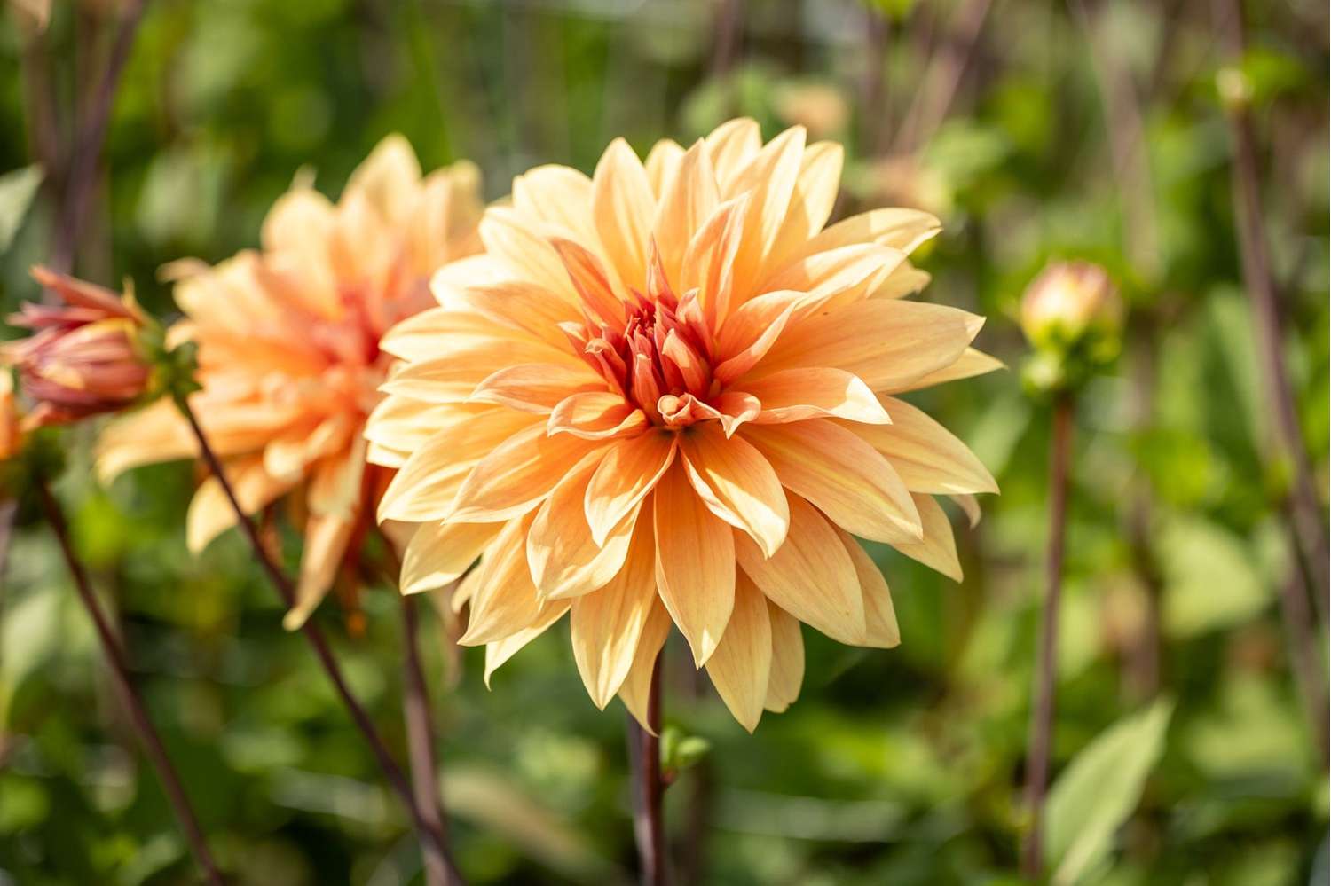 Dahlia 'Babylon Bronze'