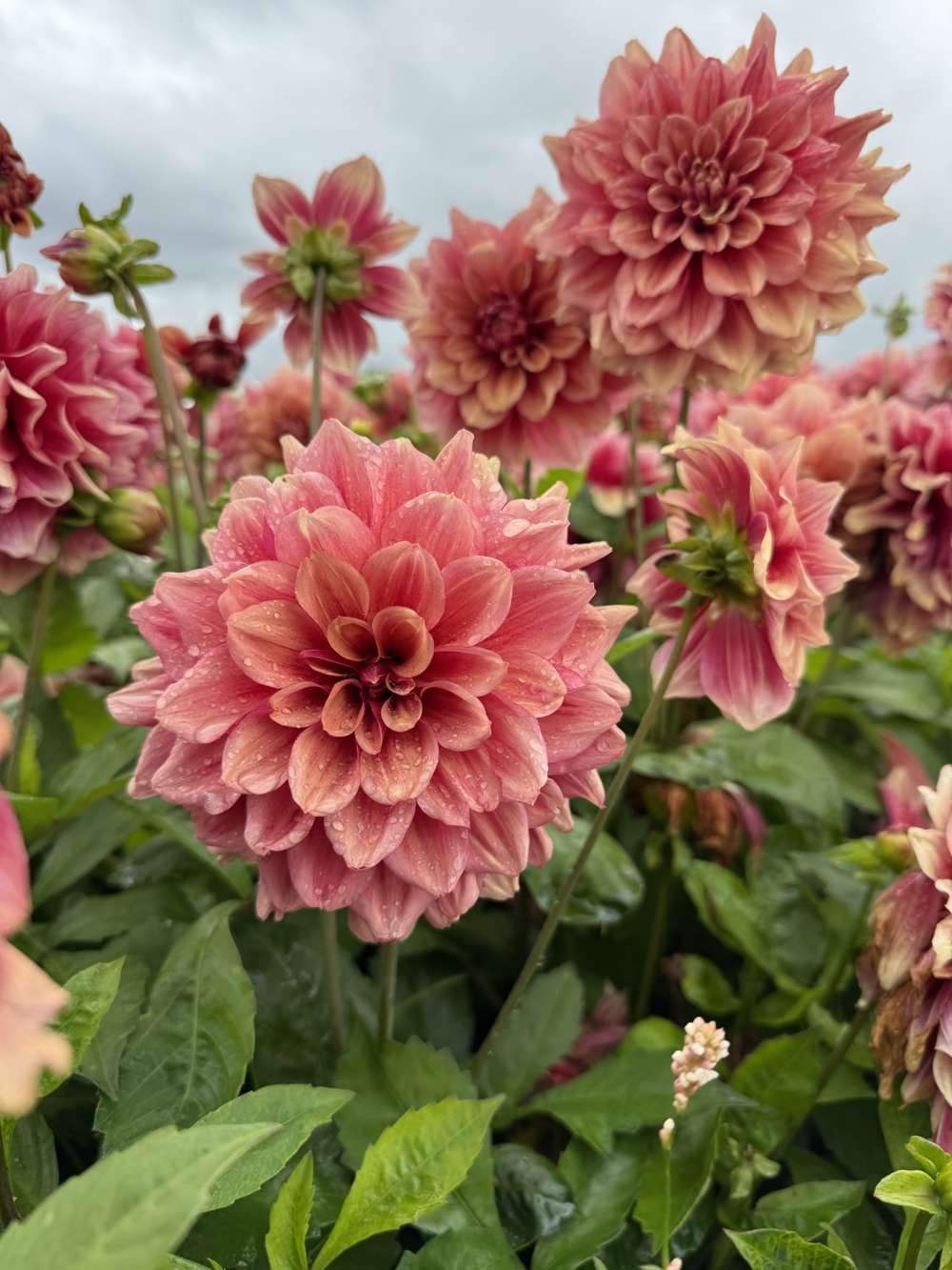 Dasty Orange Dahlia 'BV’s Dusty Orange'
