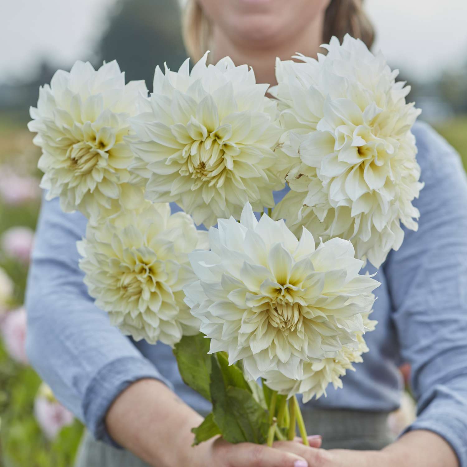 Dahlia 'Café au Lait Suprême'