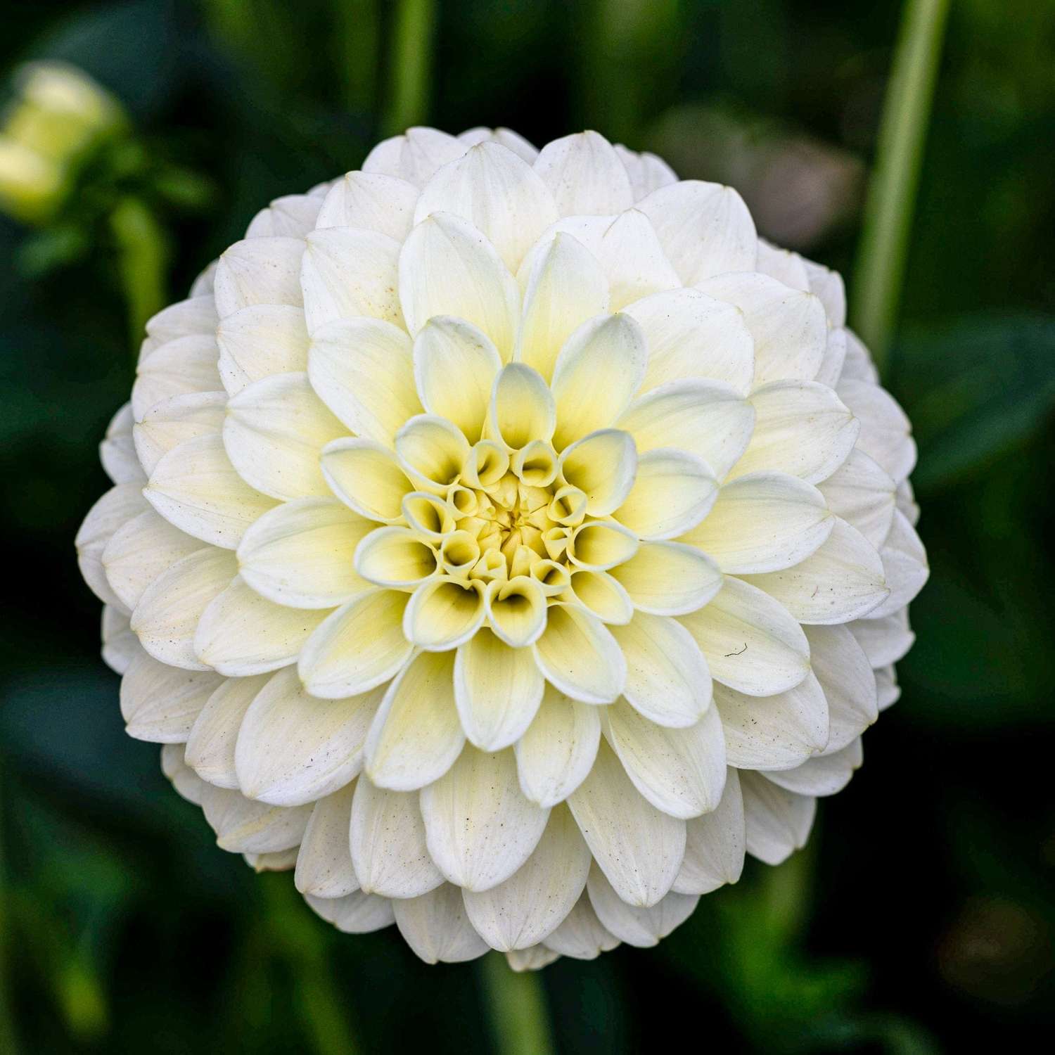 Dahlia 'Caramel Antique'
