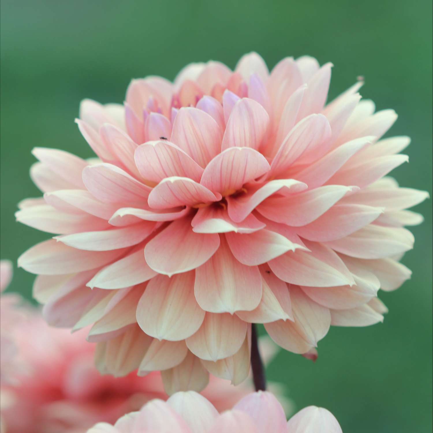Dahlia 'Château de la Bourdaisière'
