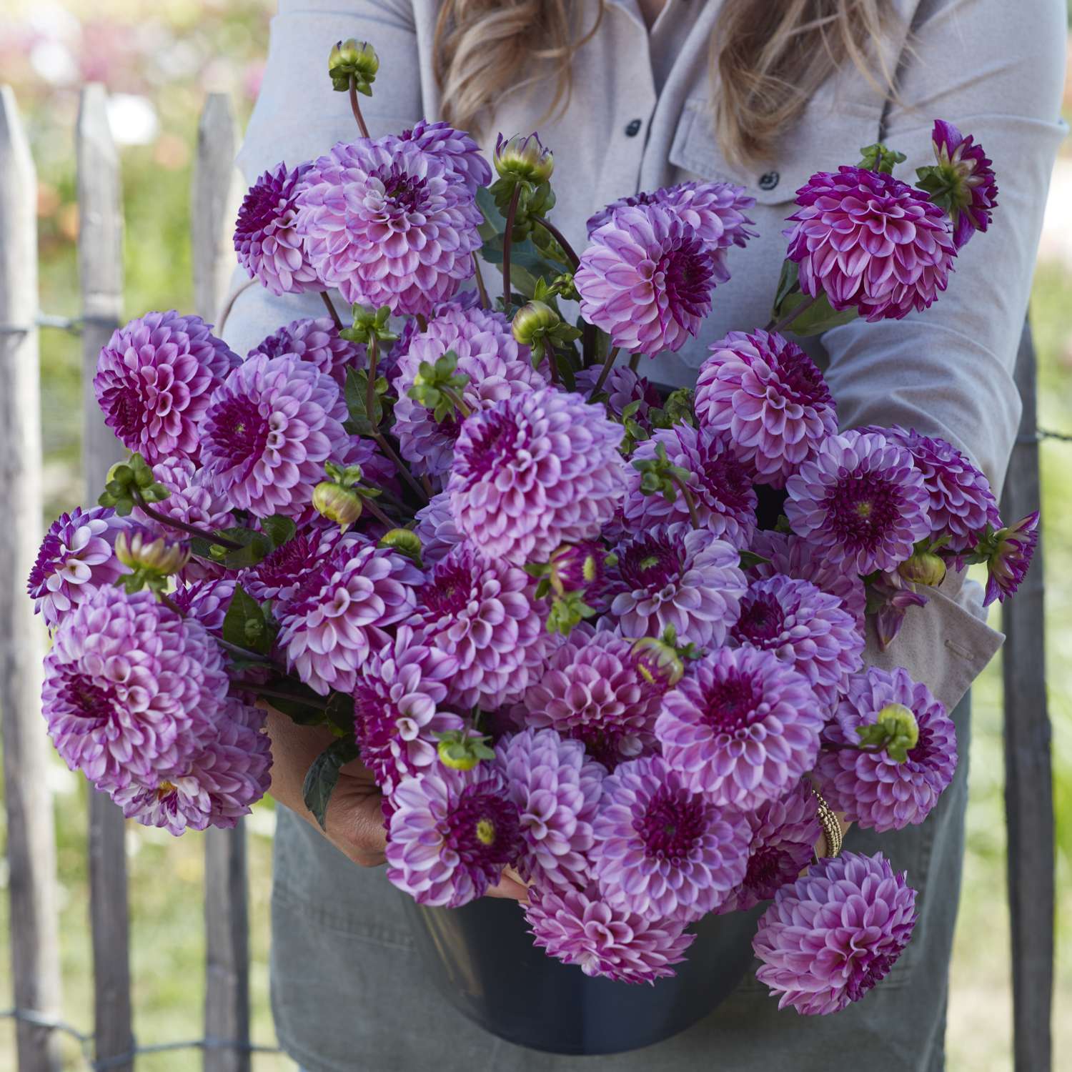 Dahlia 'Columbus'