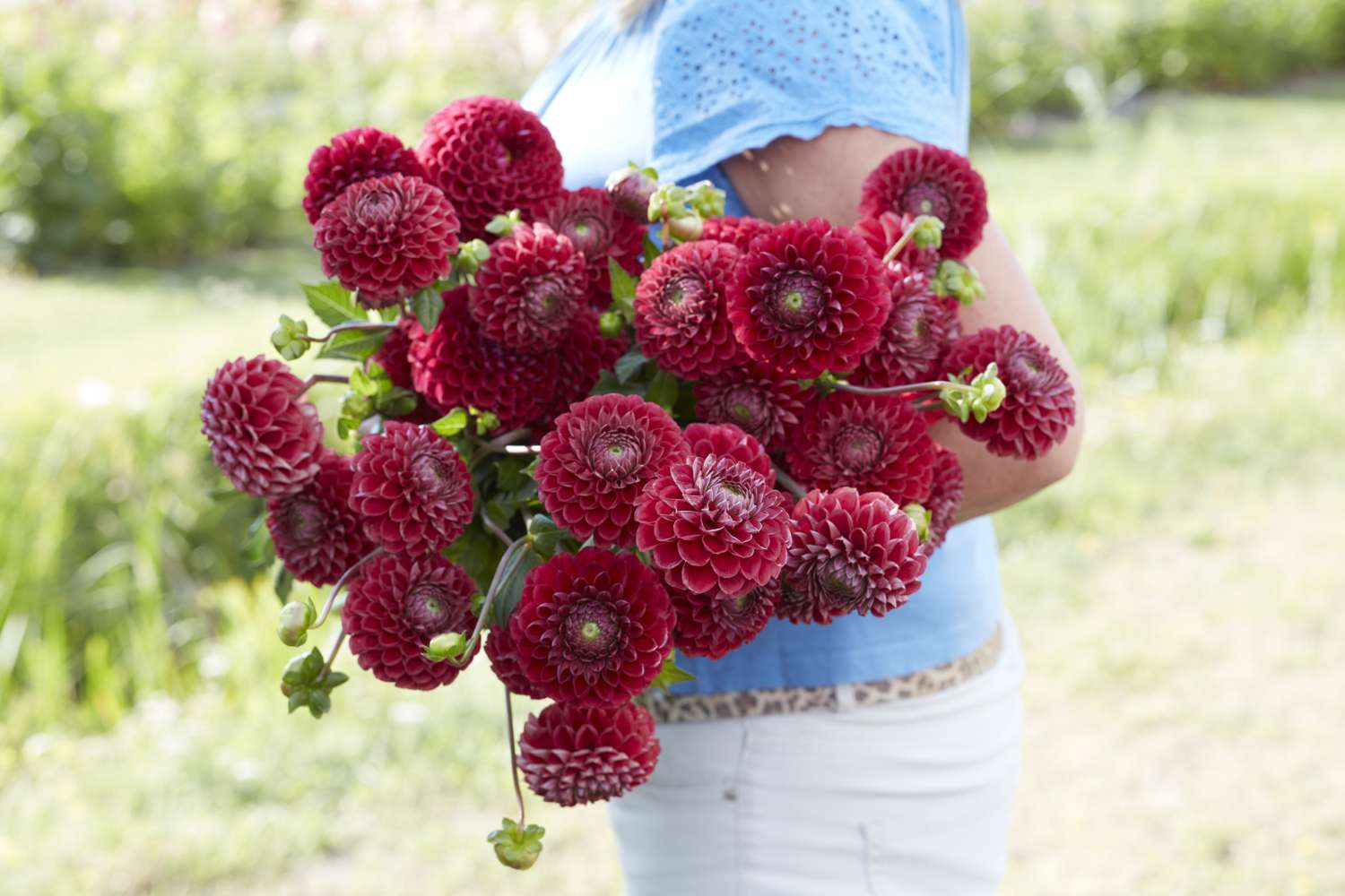 Dahlia 'Cornel'