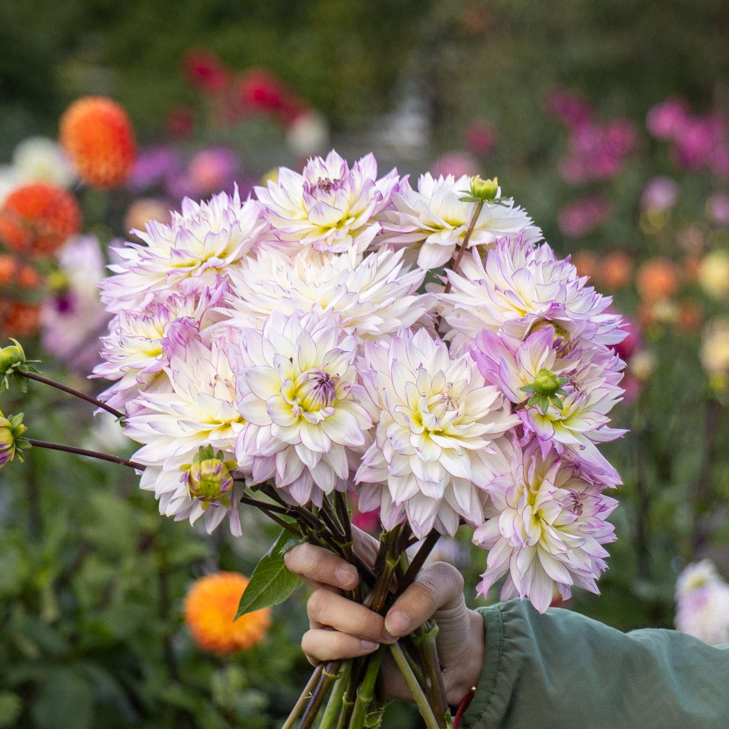 Dahlia 'Crazy Love'
