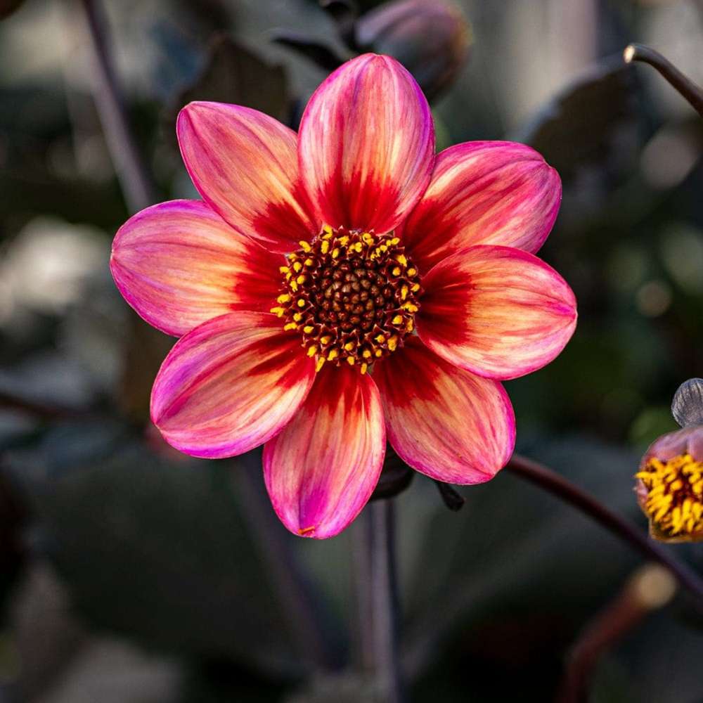 Dahlia 'Dahlegria Tricolore'