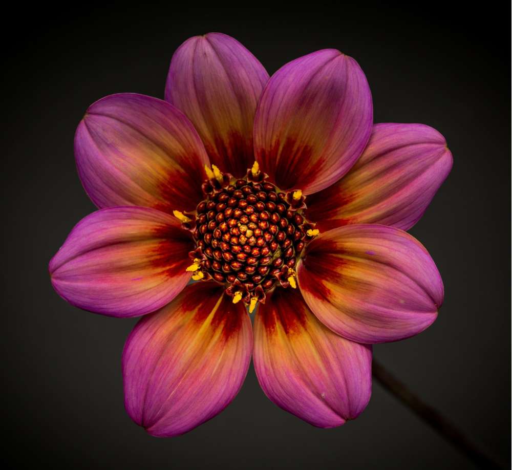 Dahlia 'Dahlegria Tricolore'