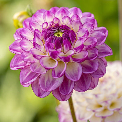 Dahlia 'Dreaming Maid'