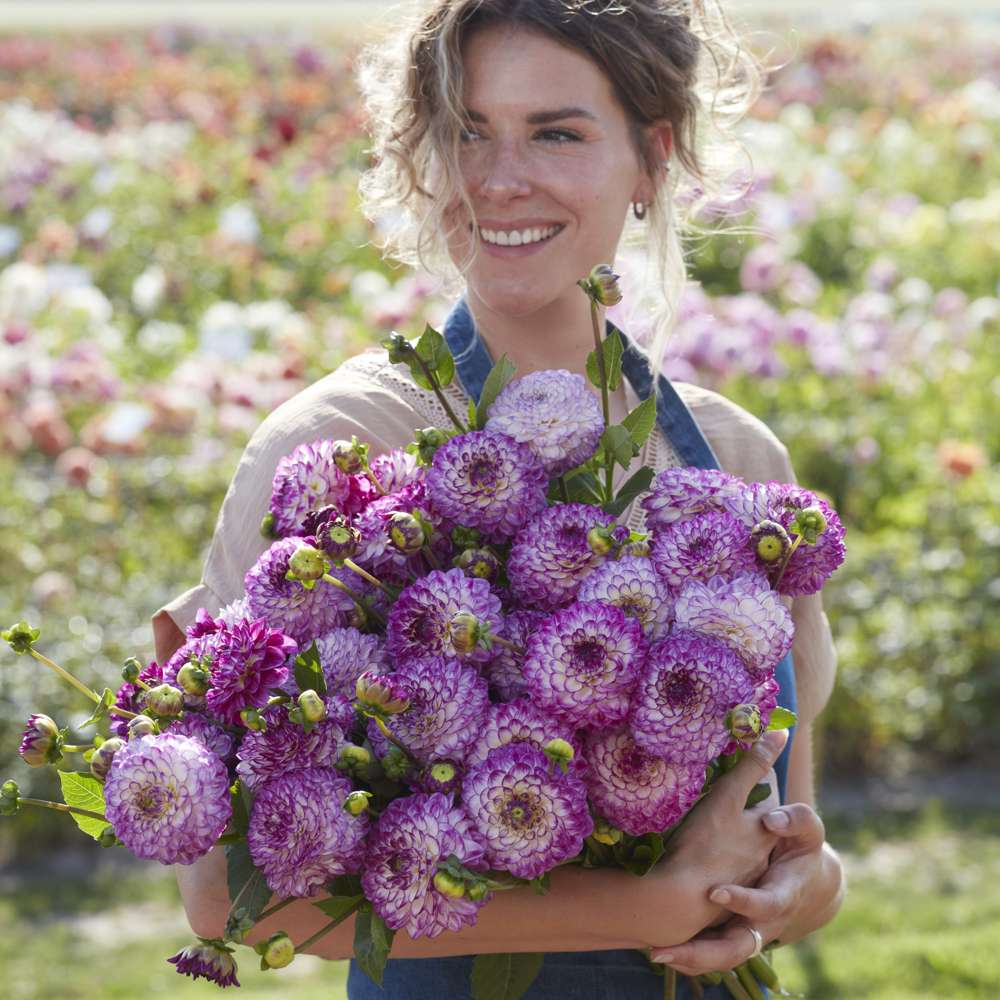 Dahlia 'Dreaming Maid'