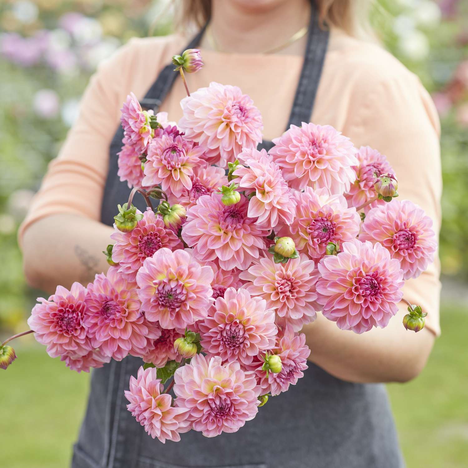 Dahlia 'Esli'