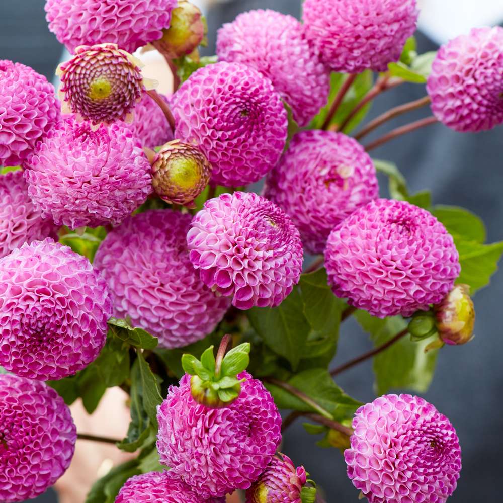 Dahlia 'Frank Holmes'