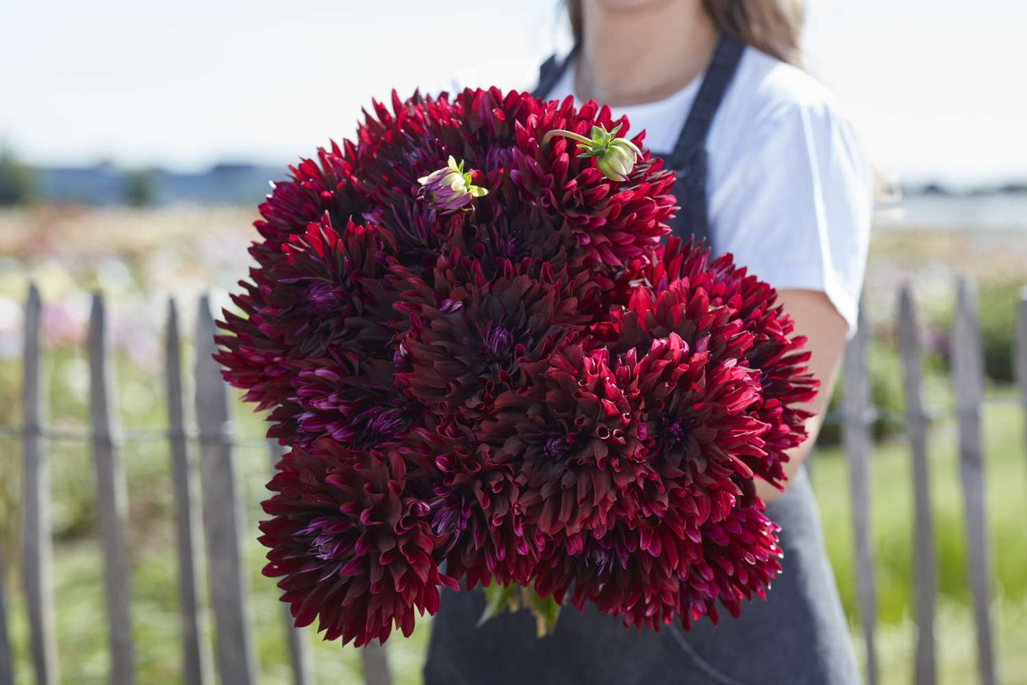 Dahlia 'Hollyhill Black Beauty'