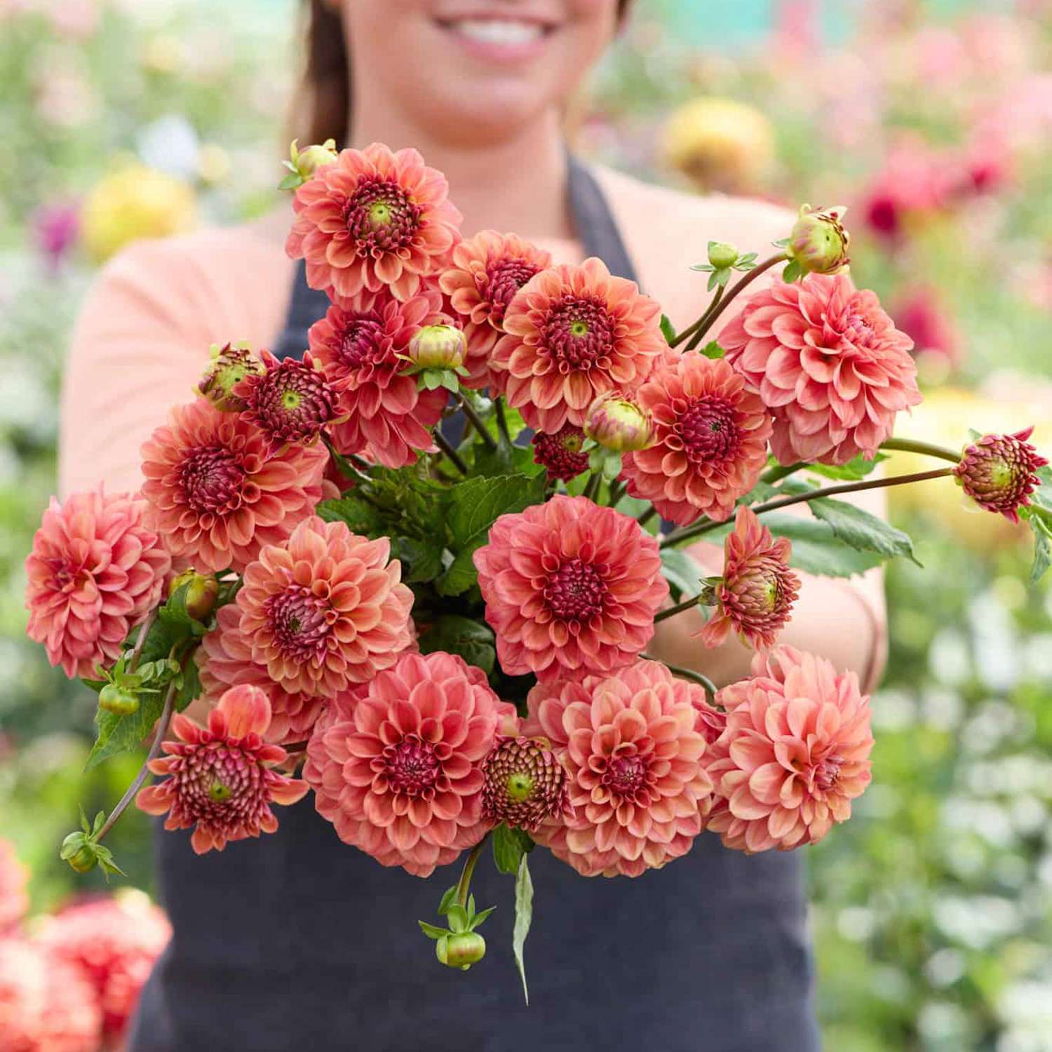 Dahlia 'Iced Tea'