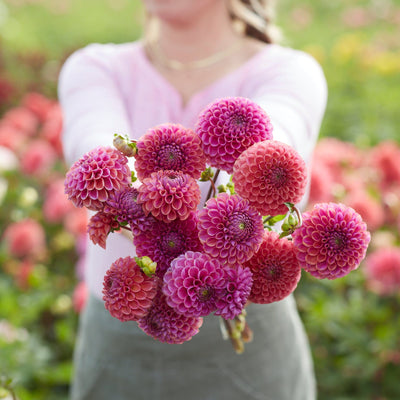 Dahlia 'Isabel'