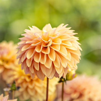 Dahlia 'Kick Off'