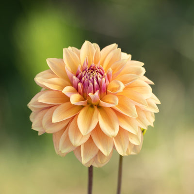 Dahlia 'Kick Off'