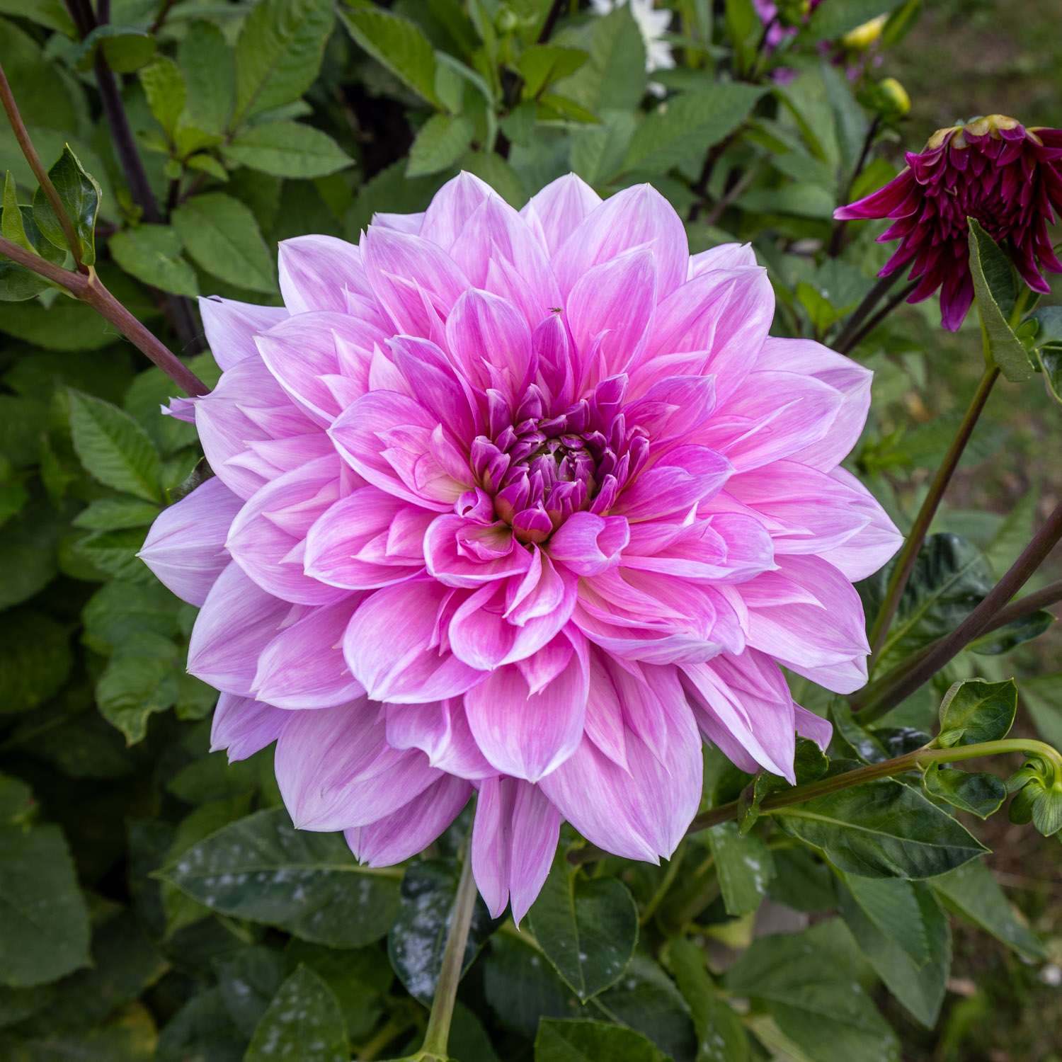 Dahlia 'Lavender Perfection'