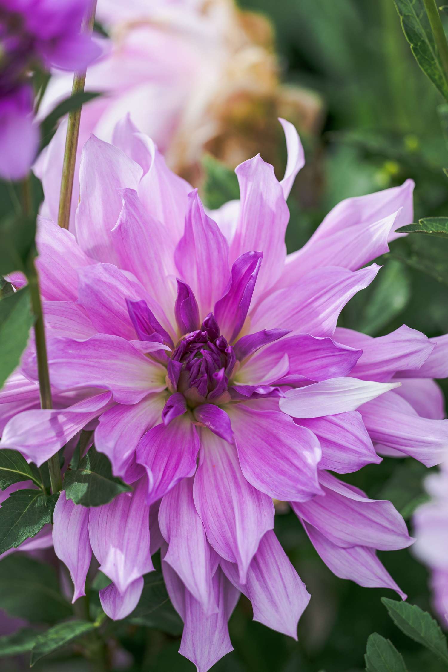 Dahlia 'Lavender Ruffles'