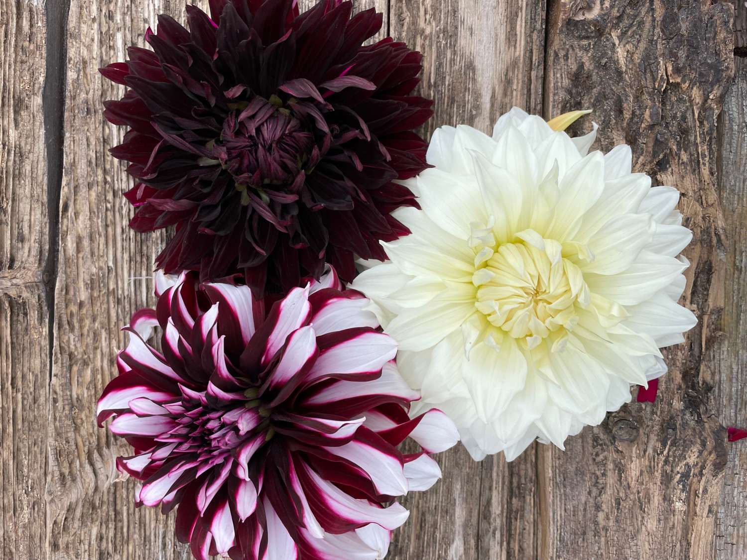 Dahliamix 'Light & Dark'