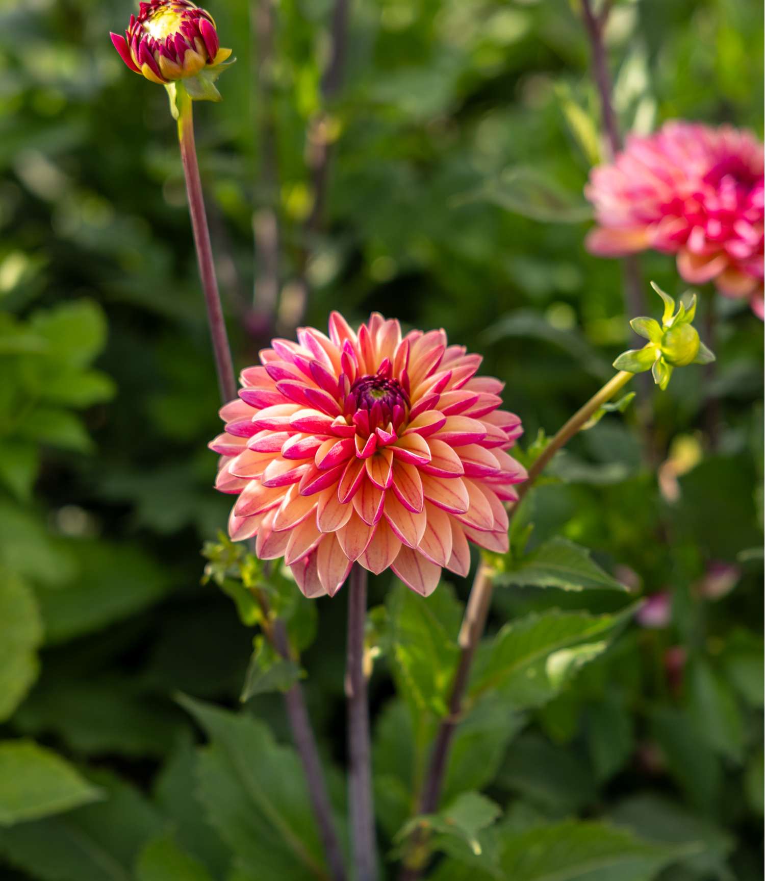 Dahlia 'Madame Antoinette'
