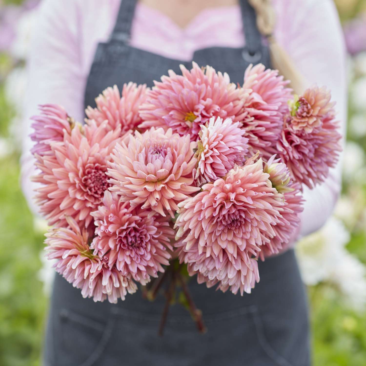 Dahlia 'Madeleine'