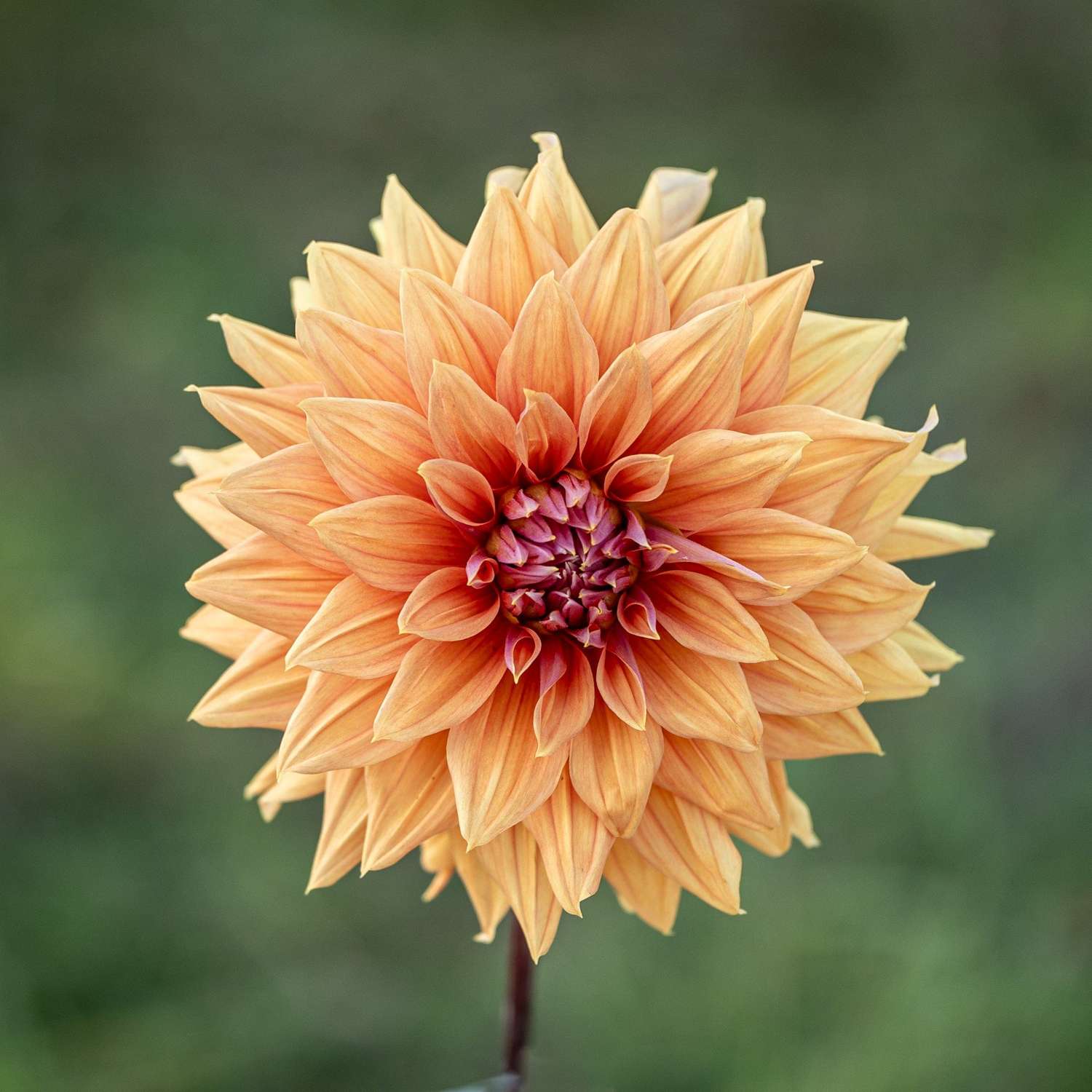 Dahlia 'Mango Madness'
