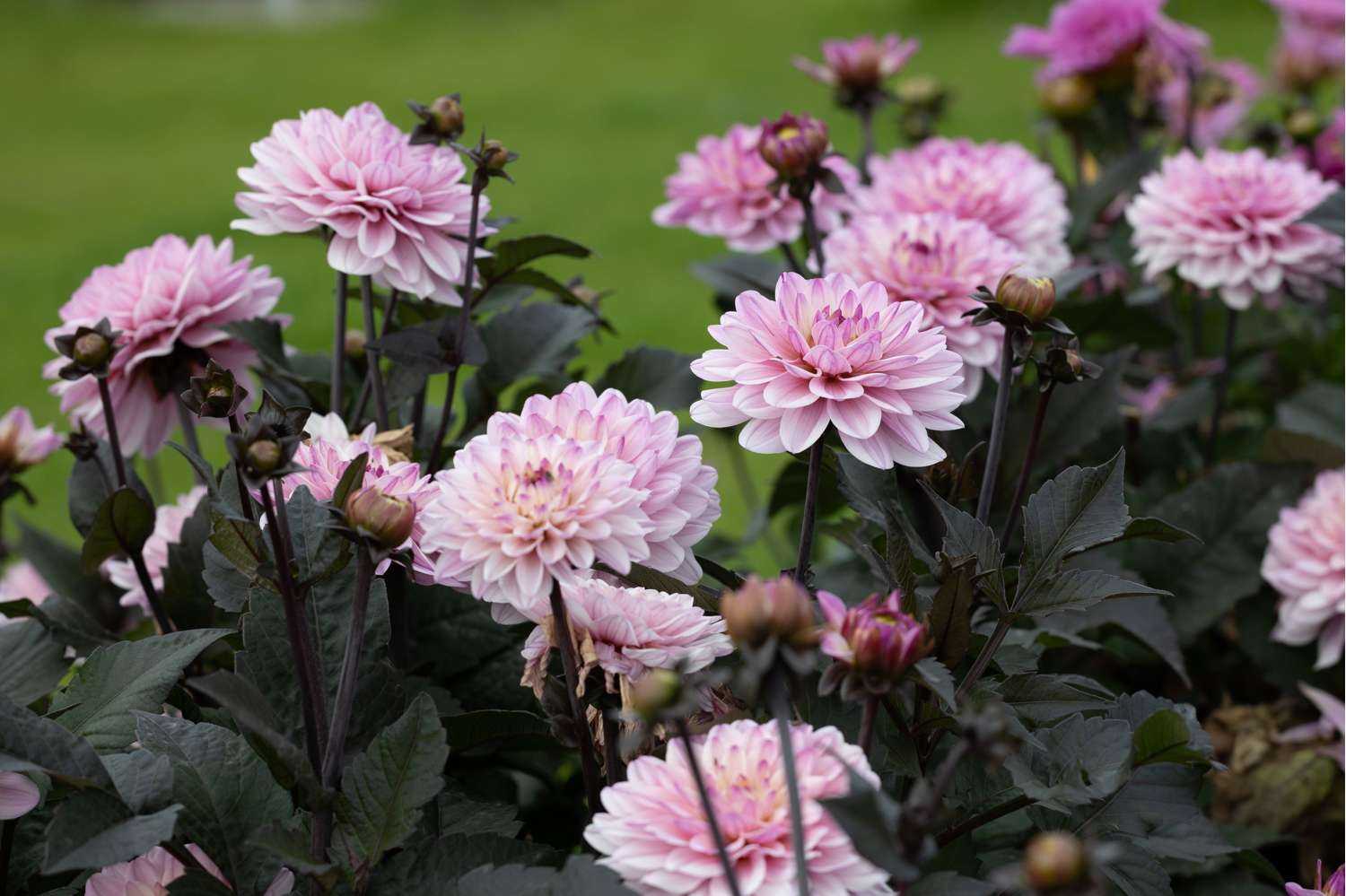 Dahlia 'Melody Harmony'