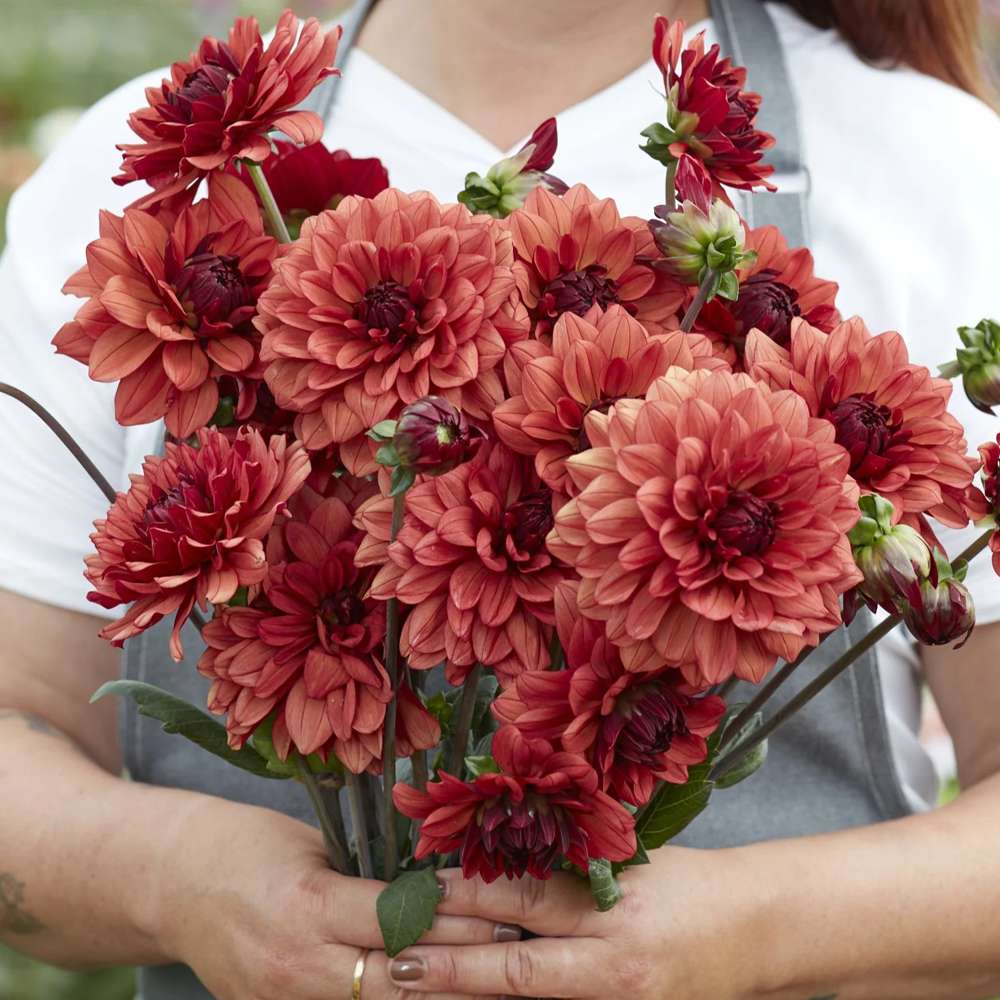 Dahlia 'Misses Miley'