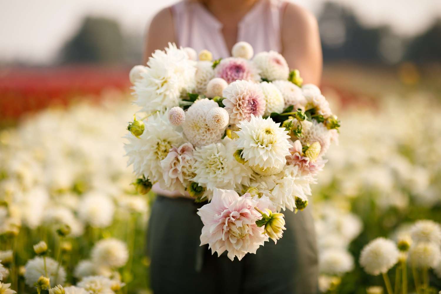 Dahliamix 'Anna'