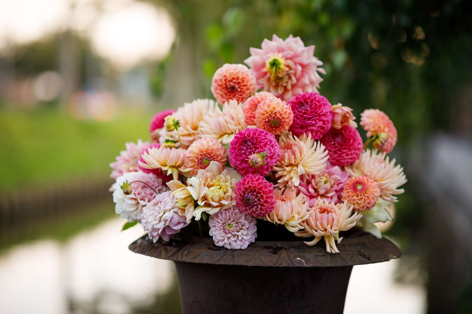 Dahliamix 'Deborah'