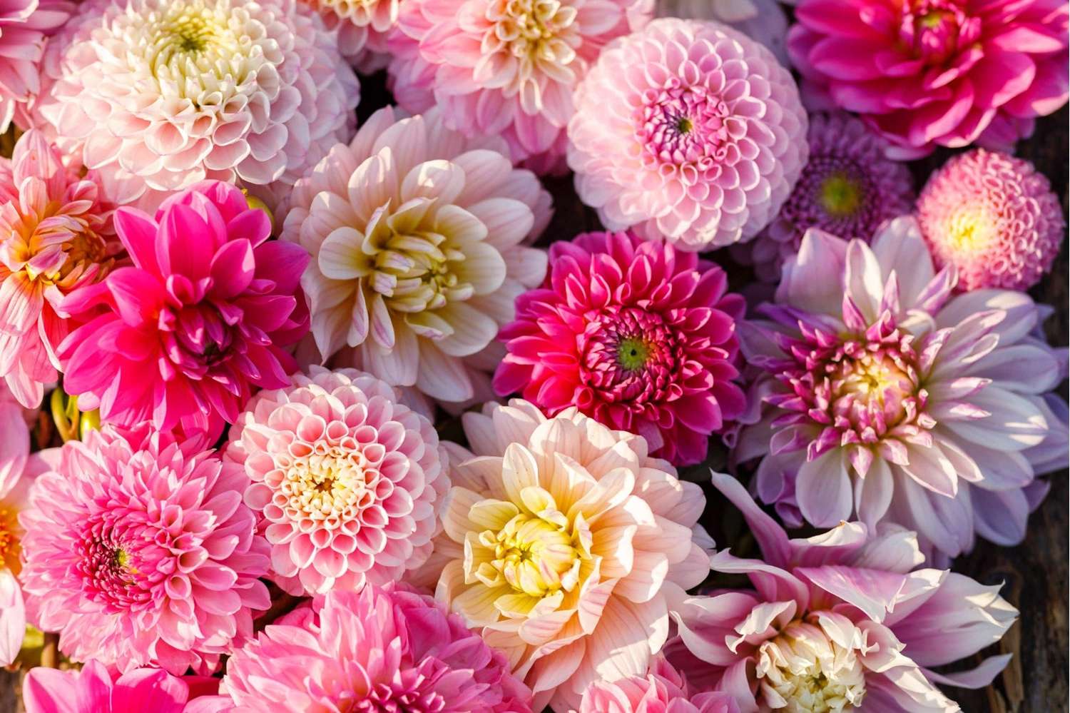 Dahliamix 'Shirley'