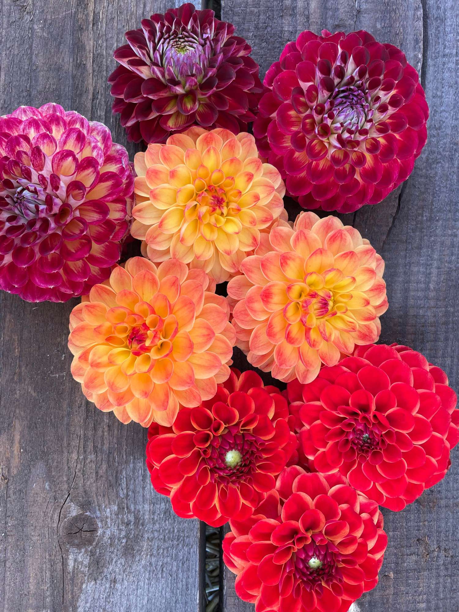 Dahliamix 'Fire'
