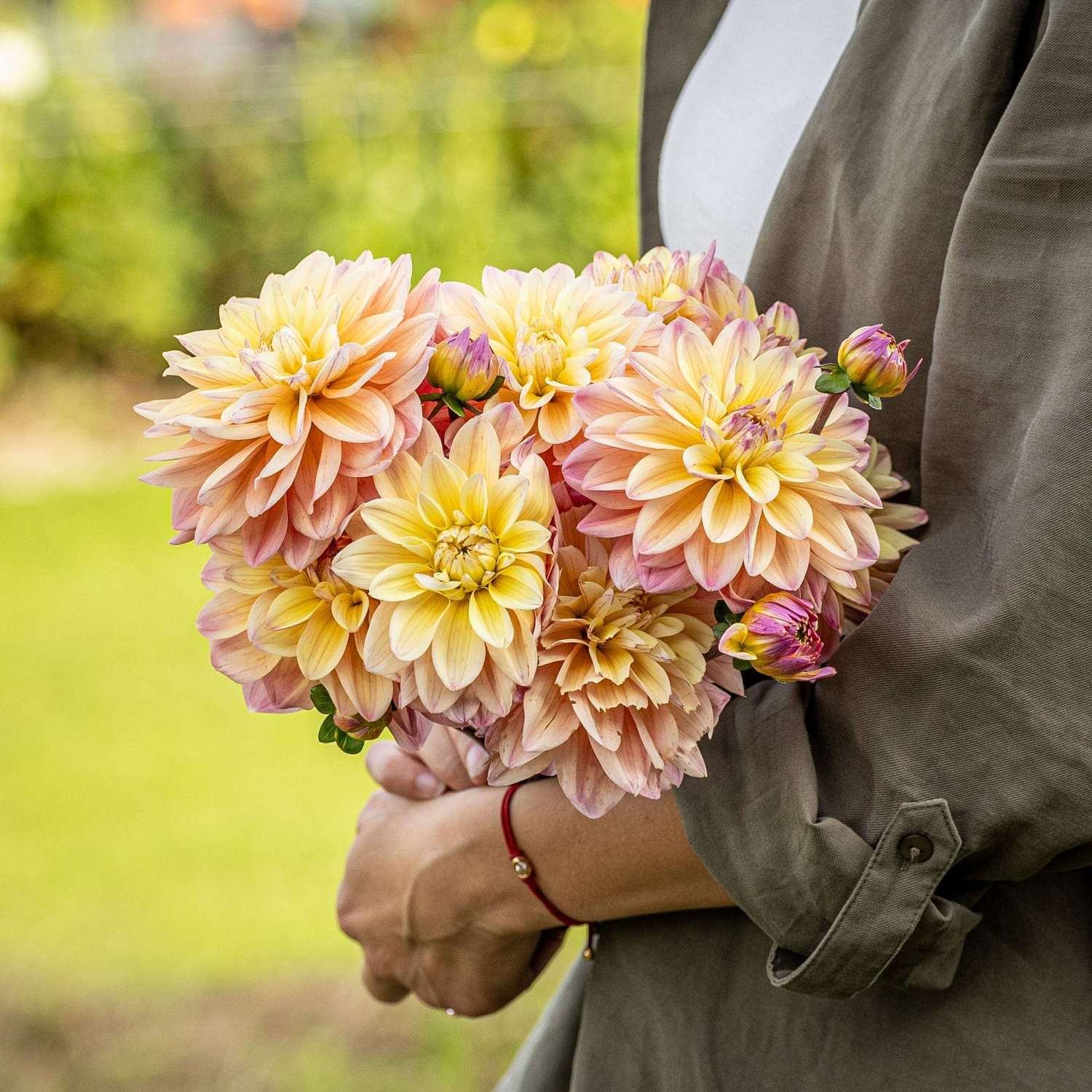 Dahlia 'Mondriaan'