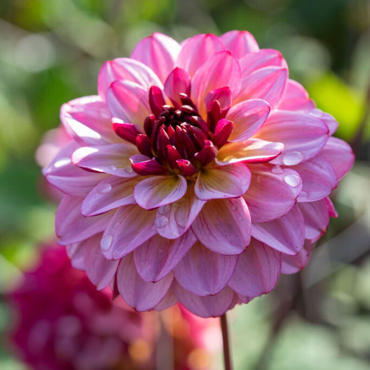 Dahlia 'Muchaha'
