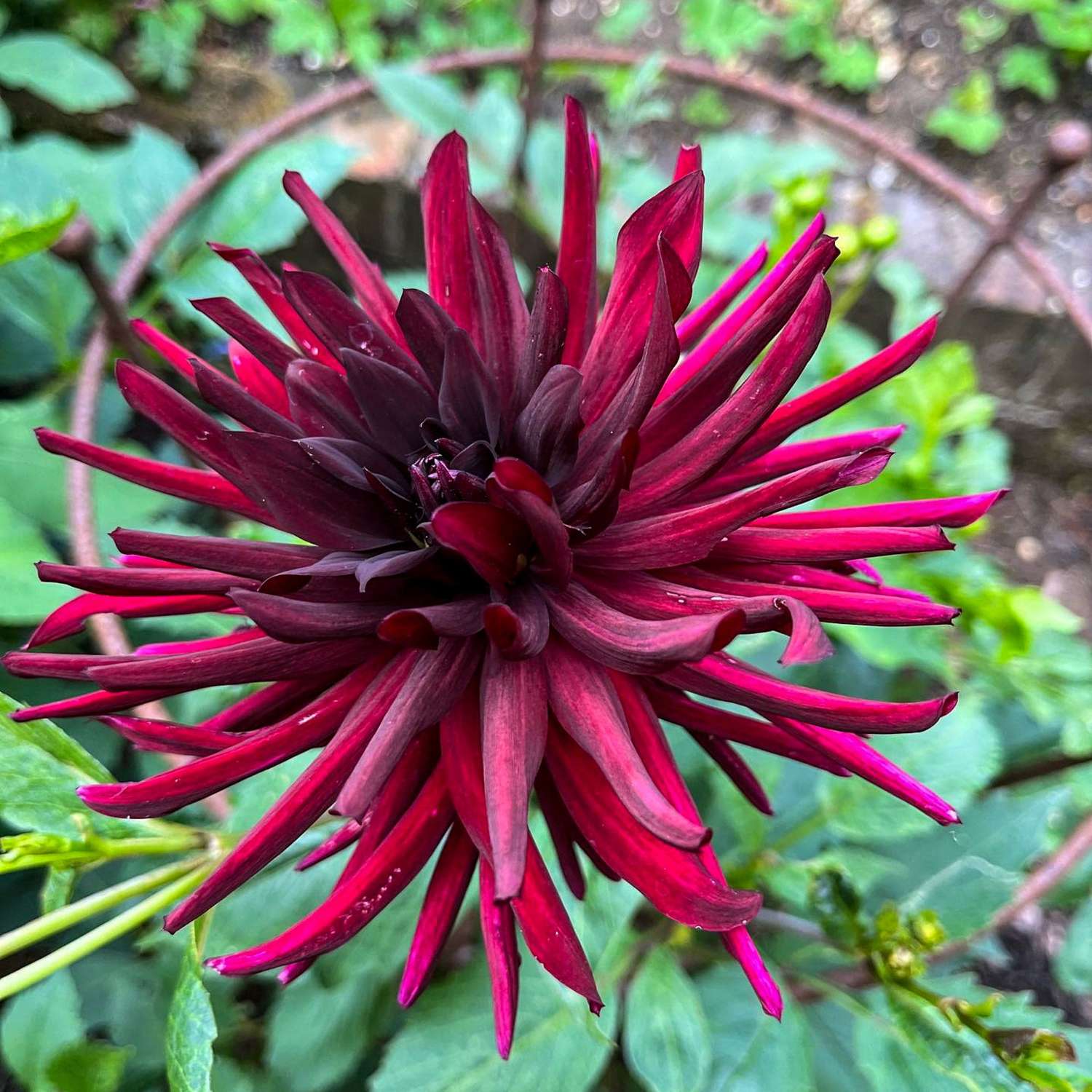 Dahlia 'Nuit D'ete'