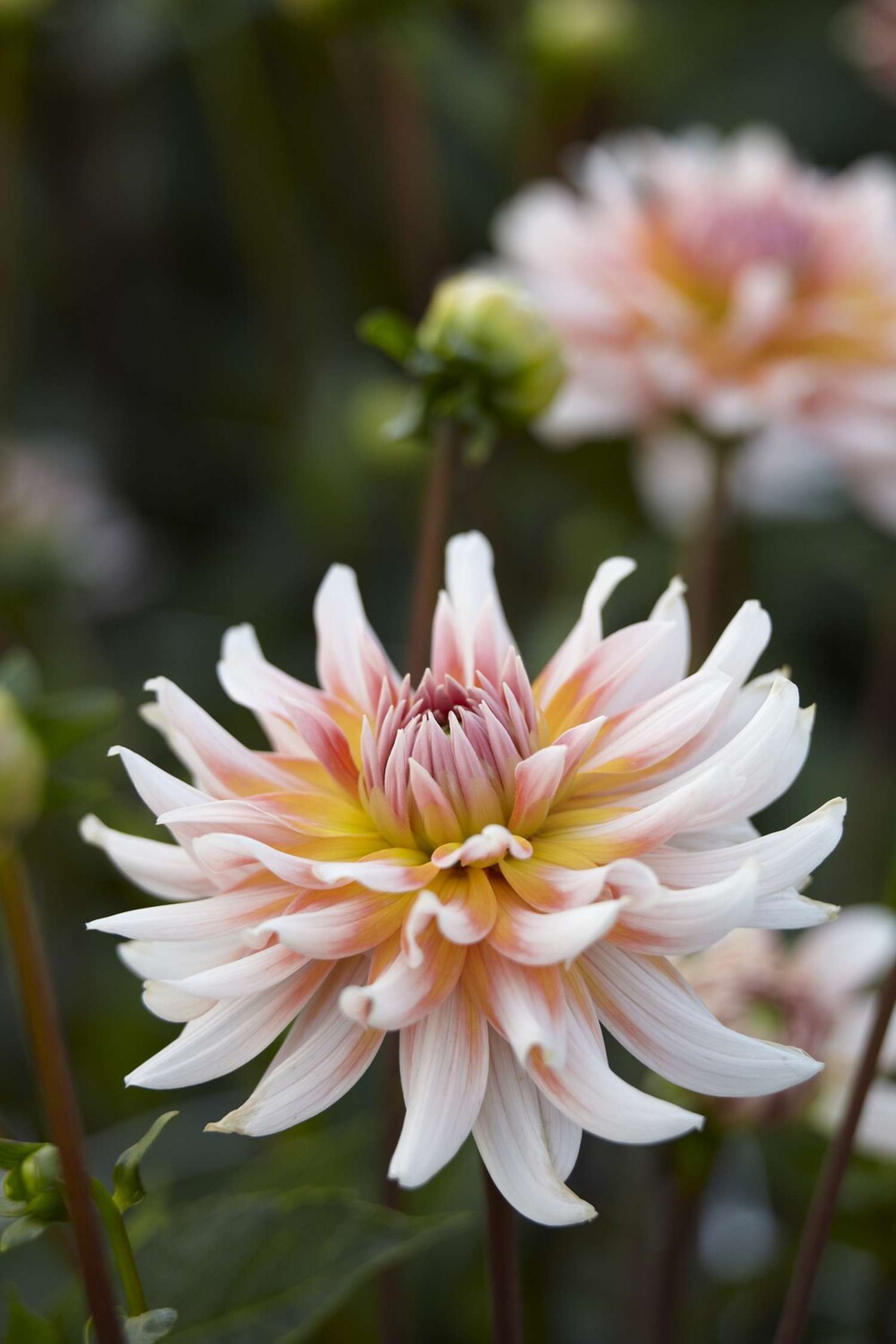 Dahlia 'Okapi's Sunset'
