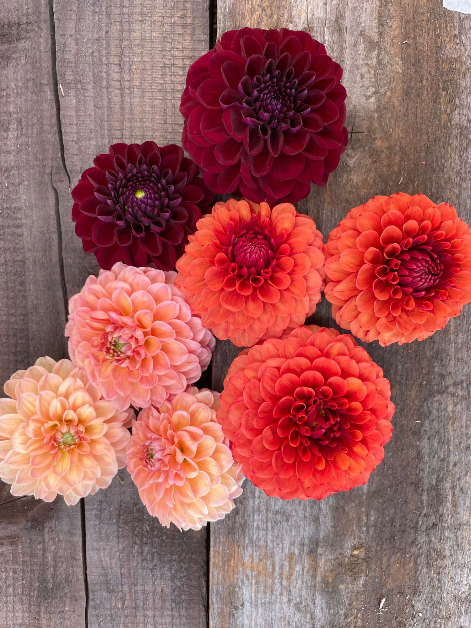 Dahliamix 'Passion'