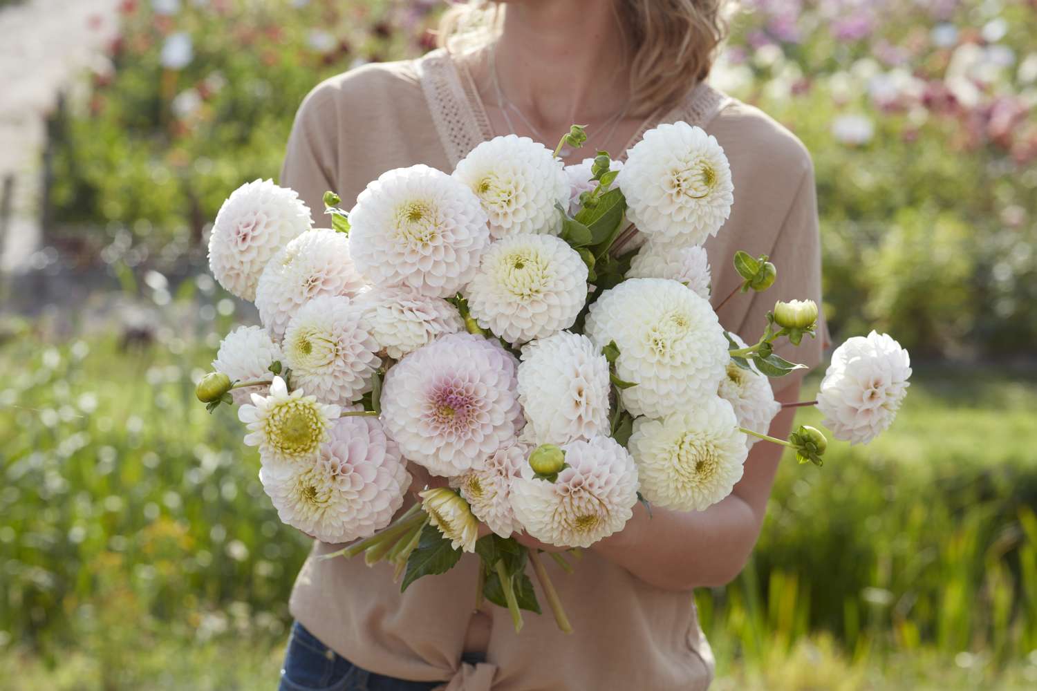 Dahlia 'Pink Pearl'