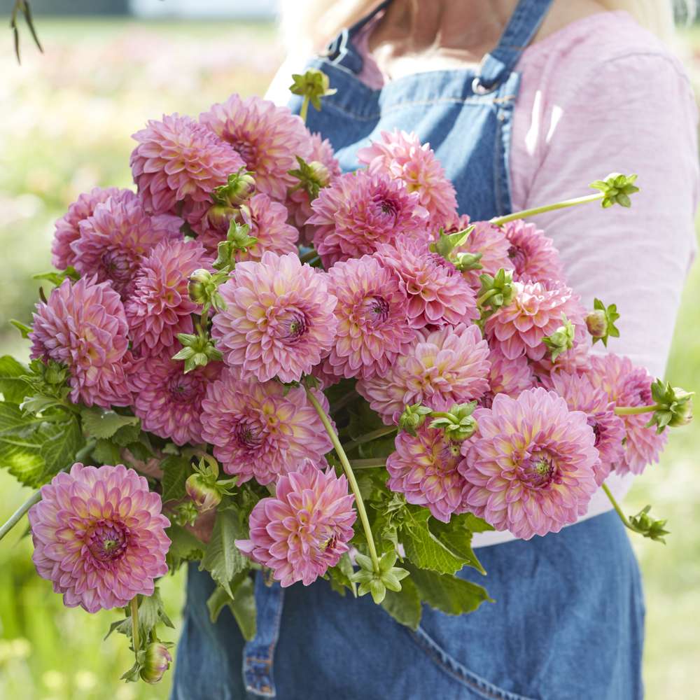 Dahlia 'Pink Suffusion'