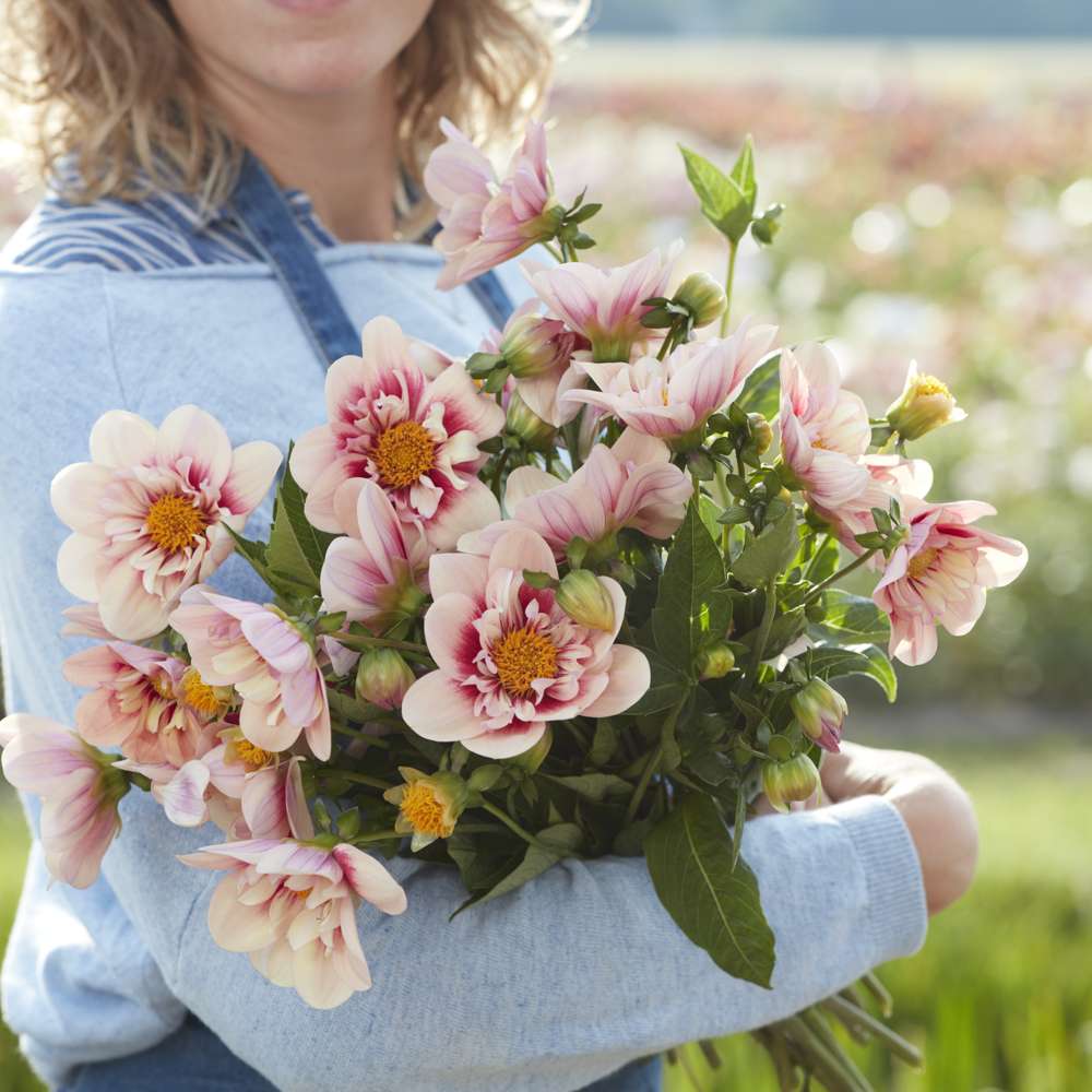 Dahlia 'Rhubarb & Custard'